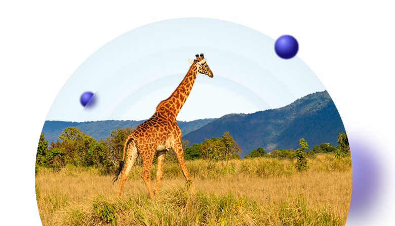 online-insurance-of-tourists